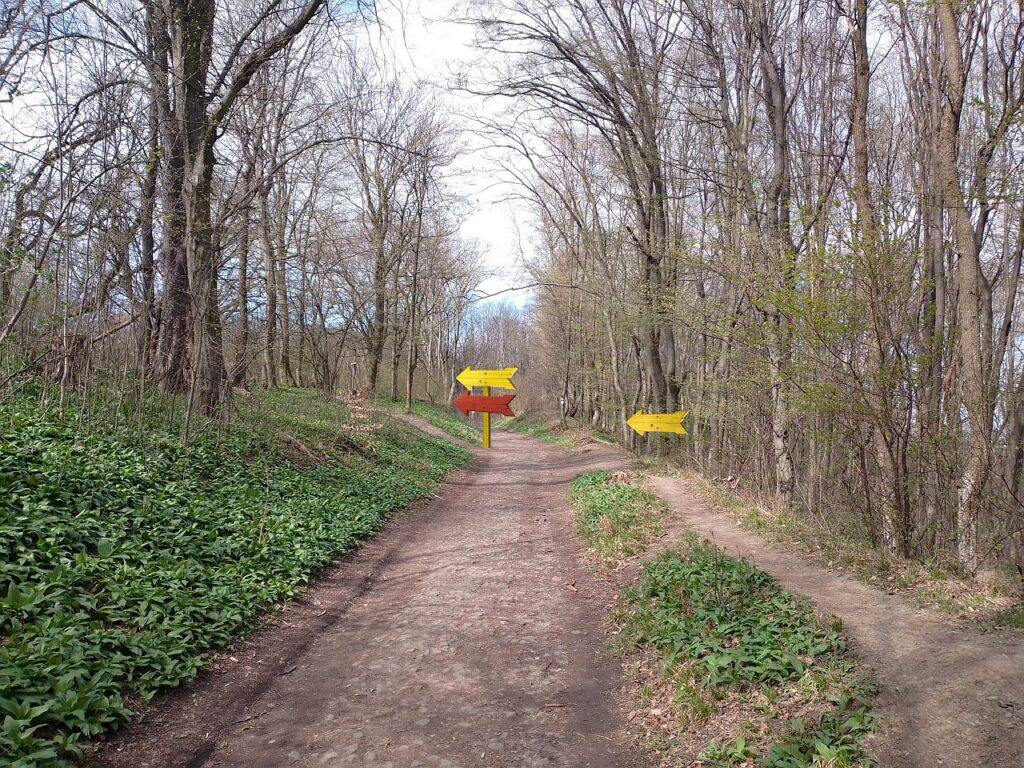 Galeriebild